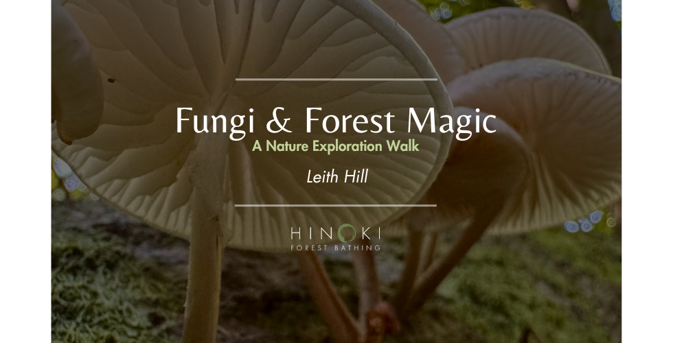 Forest & Fungi Magic Nature Exploration Walk