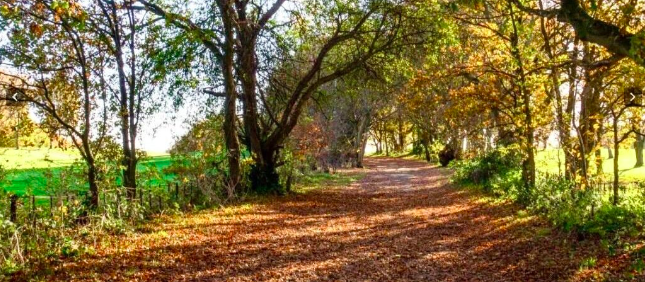 New Hike – 13-14km Autumnal Betchworth & Brockenham Meerkats Hike