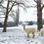 Just Hike:  15km Newlands Corner, St Martha’s Hill and Chilworth