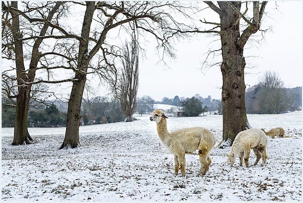 Just Hike:  15km Newlands Corner, St Martha’s Hill and Chilworth