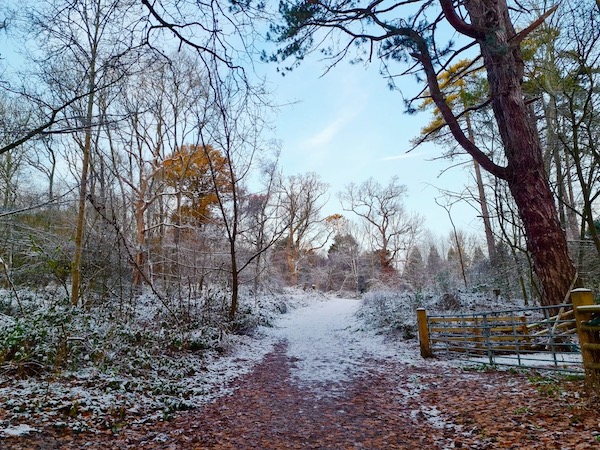 Post Christmas Amble – 8.5km Narnia Trail, Banstead Woods, Chipstead Downs