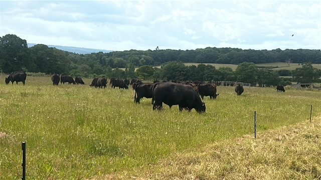 fipl lydling farm grazing cow