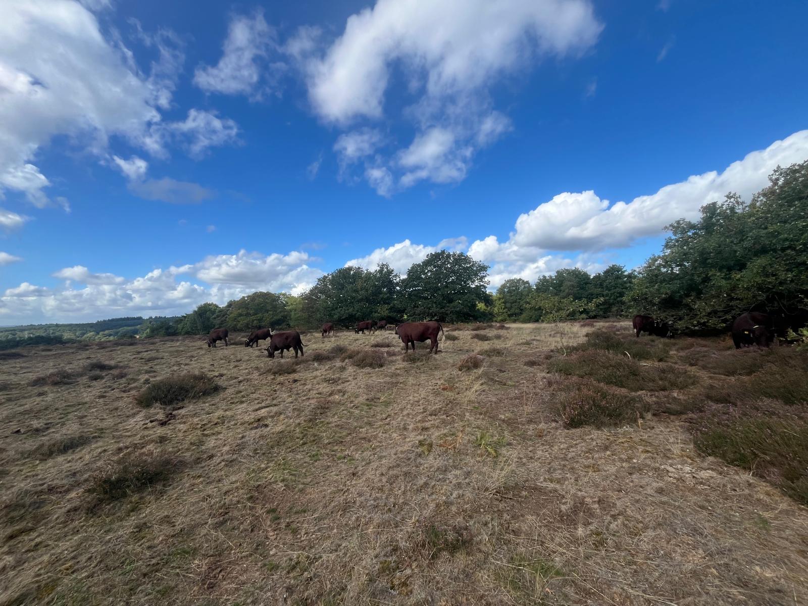 fipl water cows hampton estate