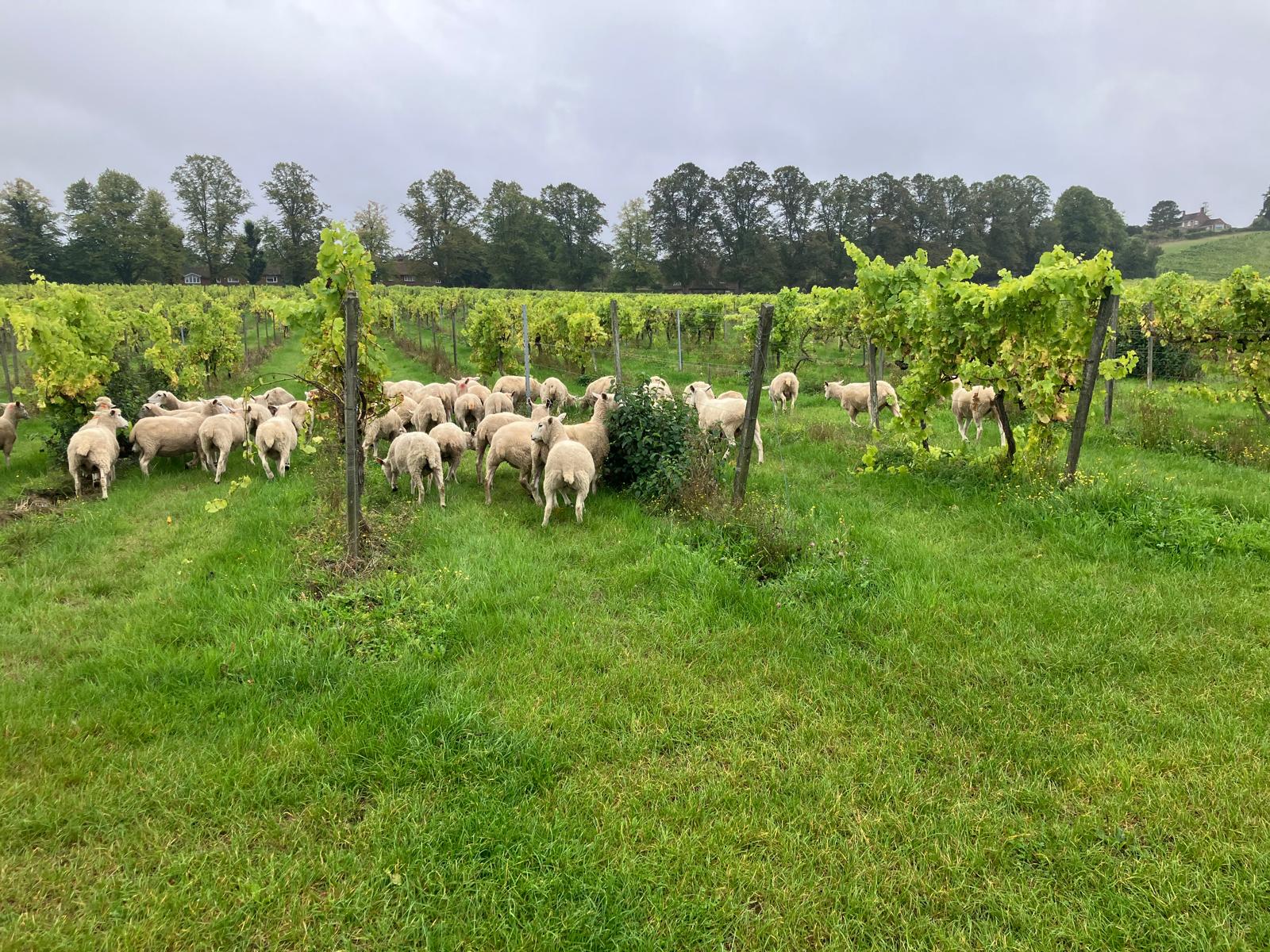 fipl sheep vineyards