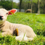 Spring Lambing Farm Open Day