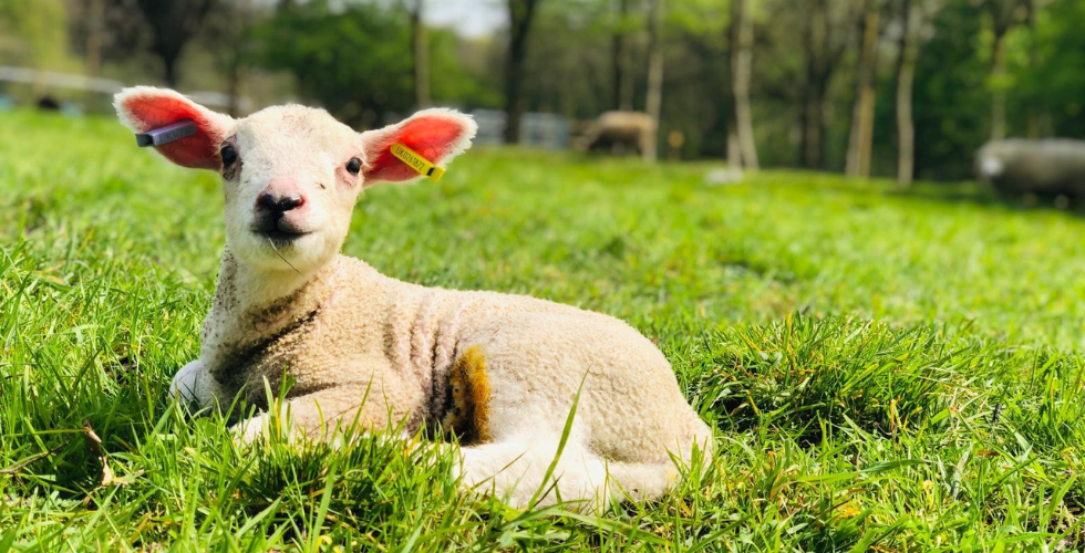 Spring Lambing Farm Open Day