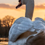 SWT Photography walk- Wintery lake and Wildlife by the River Wey