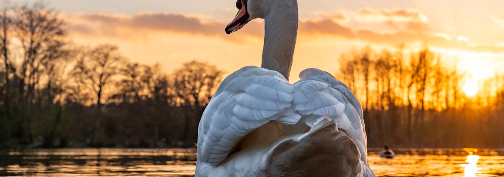 SWT Photography walk- Wintery lake and Wildlife by the River Wey