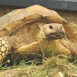 Animal Encounters Tour