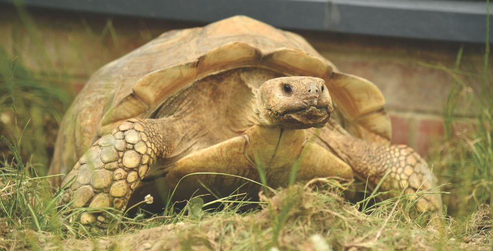 Animal Encounters Tour