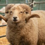 Merrist Wood Farm Open Mornings