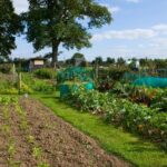 Your Allotment Journey: Autumn/Spring/Summer