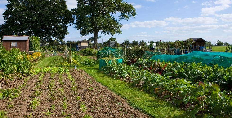 Your Allotment Journey: Autumn/Spring/Summer