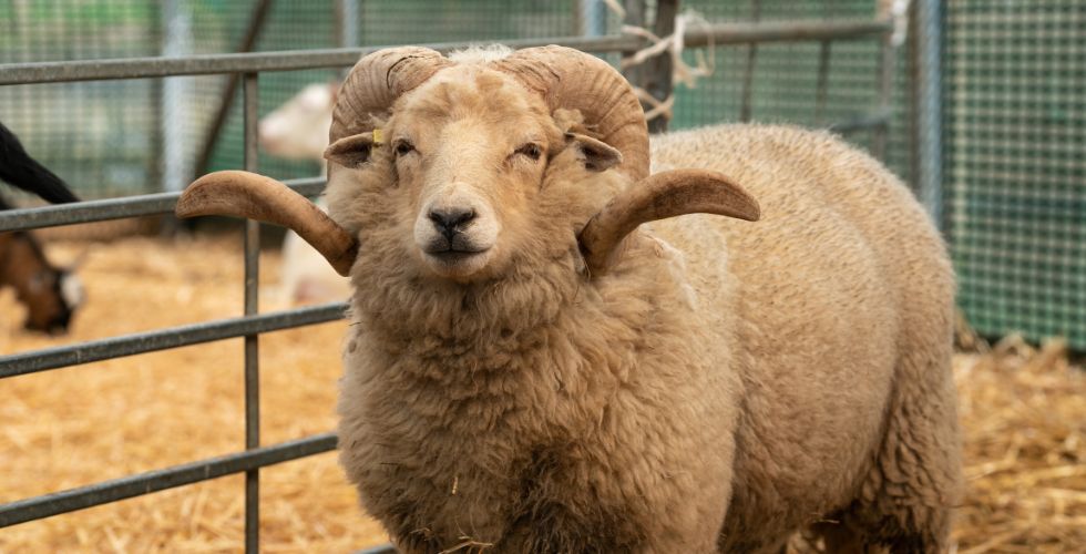 Merrist Wood Farm Open Mornings