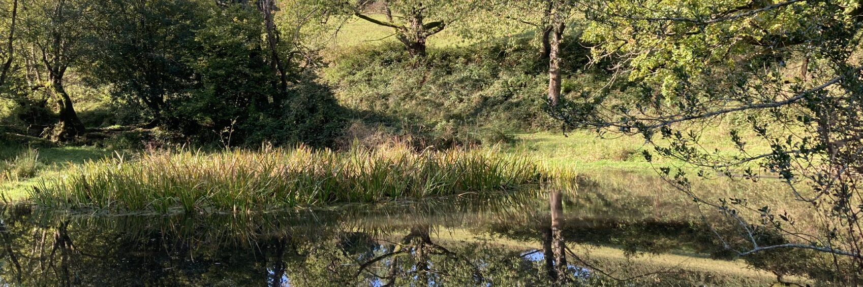 Pond restoration EDG Matthews & Sons