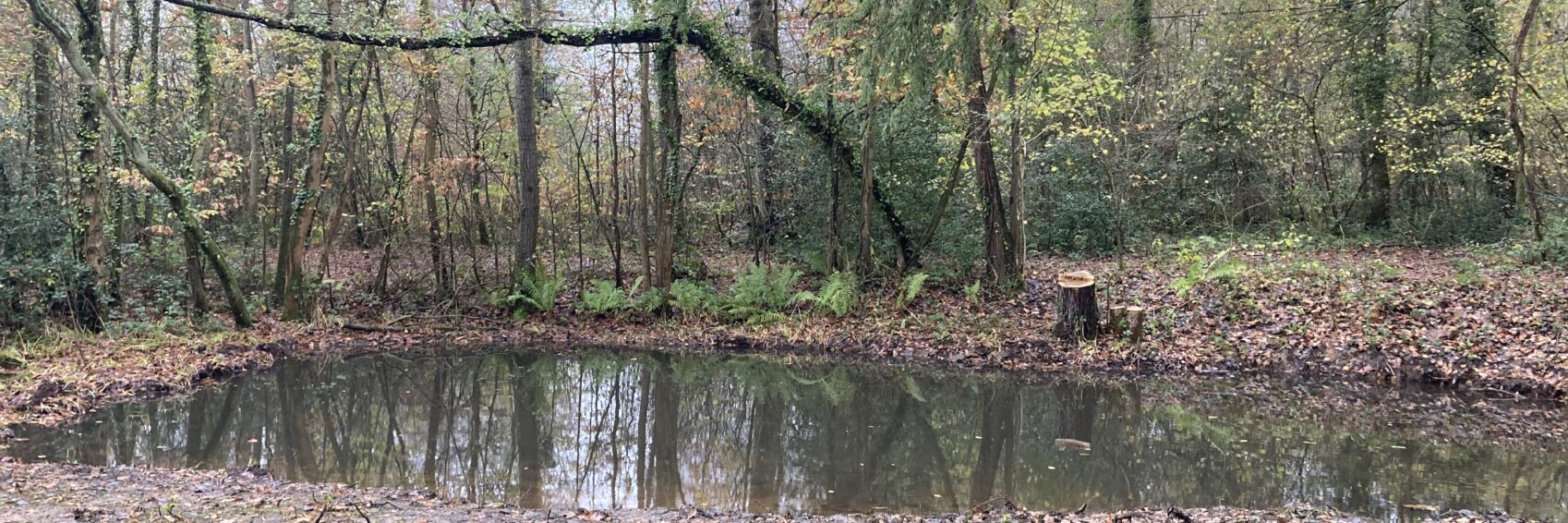 Pond restoration Richard Bayley