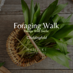 Wild Garlic Foraging