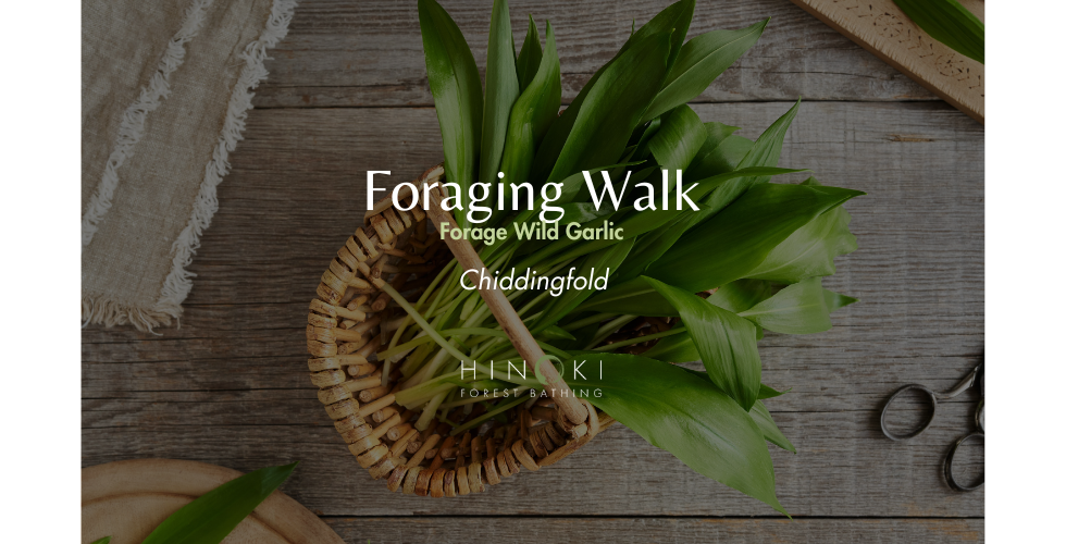 Wild Garlic Foraging