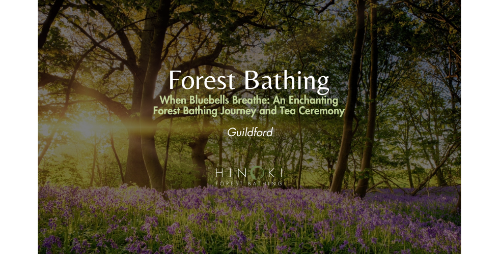 When Bluebells Breathe: An Enchanting Forest Bathing Journey