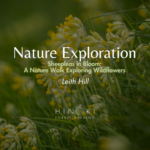 Sheepleas in Bloom: A Nature Walk Exploring Wildflowers