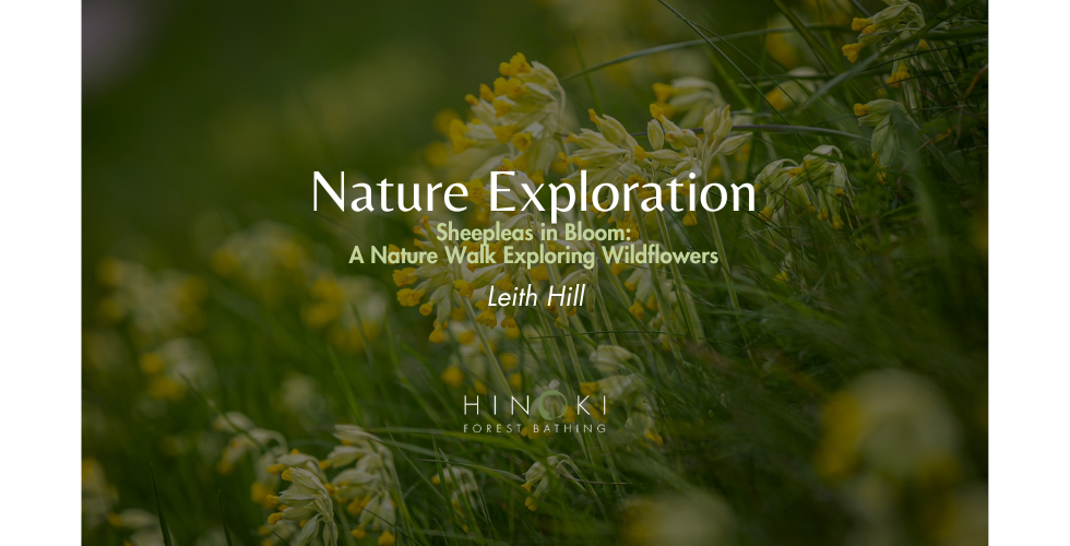 Sheepleas in Bloom: A Nature Walk Exploring Wildflowers