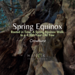 Rooted in Time: A Spring Equinox Walk to a 4,000-Year-Old Yew