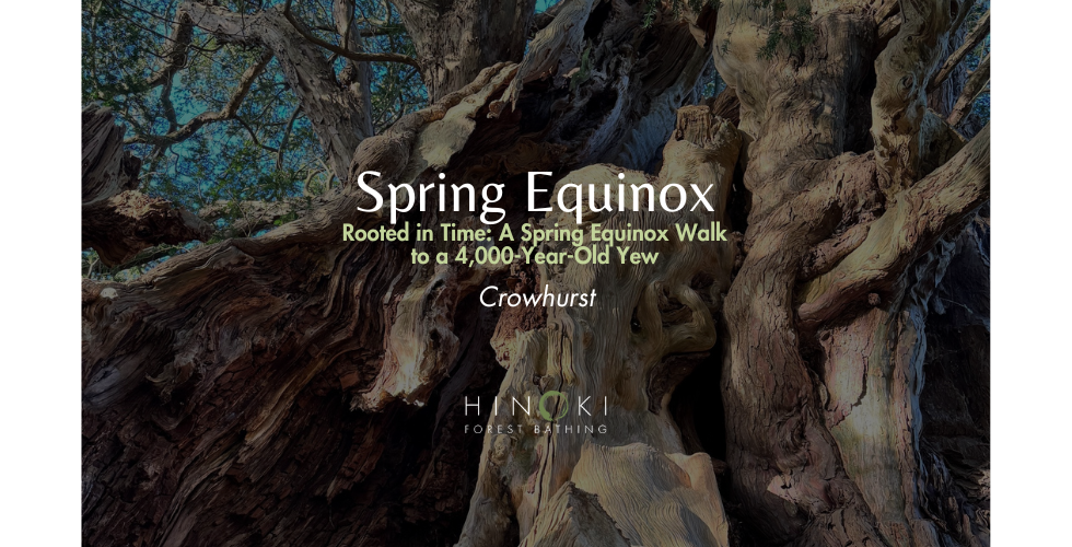 Rooted in Time: A Spring Equinox Walk to a 4,000-Year-Old Yew