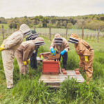 Bee-keeping demonstration