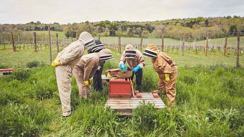 Bee-keeping demonstration