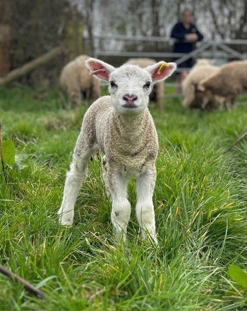 Spring Lambing Farm Open Day
