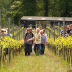 Vineyard Tour & Tasting