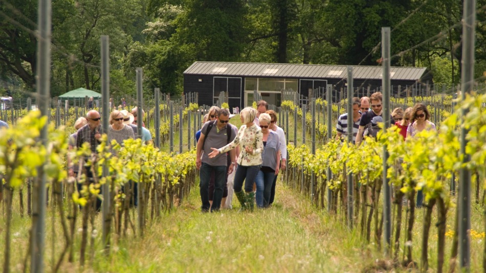 Vineyard Tour & Tasting