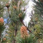 Spring Foraging Walk: Gathering the Wild in May