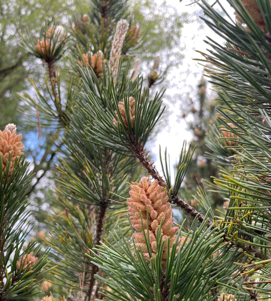 Spring Foraging Walk: Gathering the Wild in May