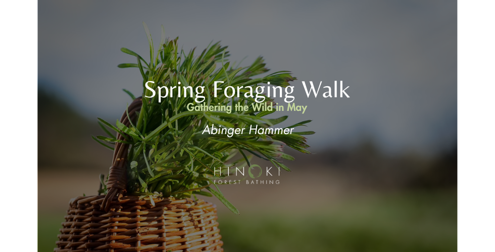 Spring Foraging Walk: Gathering the Wild in May