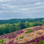 Friday Hike – 11Km Puttenham Heath & Britty Woods Circular