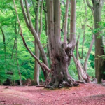 New Hike: 20km Epping Forest Circular