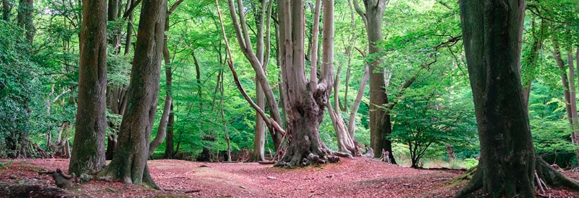 New Hike: 20km Epping Forest Circular