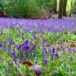 Bluebells Walk – 10km Blackheath’s Forest and Bluebells trail