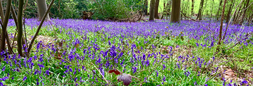 Bluebells Walk – 10km Blackheath’s Forest and Bluebells trail
