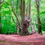 New Hike: 20km Epping Forest & Ancient Tree Circular
