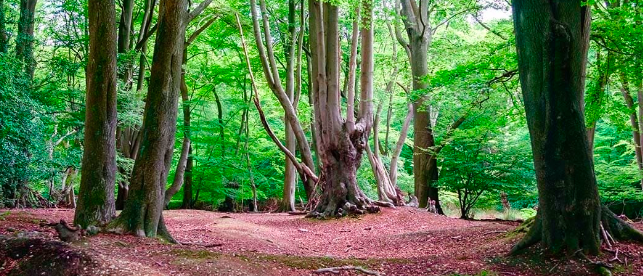 New Hike: 20km Epping Forest & Ancient Tree Circular