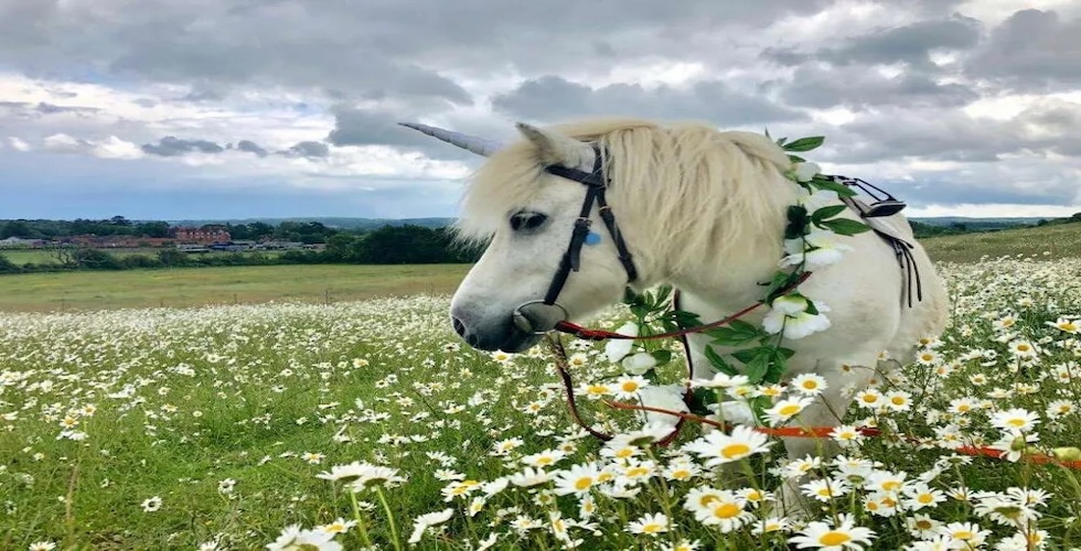 Unicorns and Dragons Pony Adventure (Ages 4-10)
