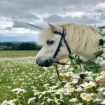 Unicorn and Dragons Mini Adventure