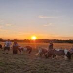 Shetland Pony Walking Experience