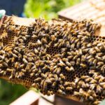 Bee Keeping Experience