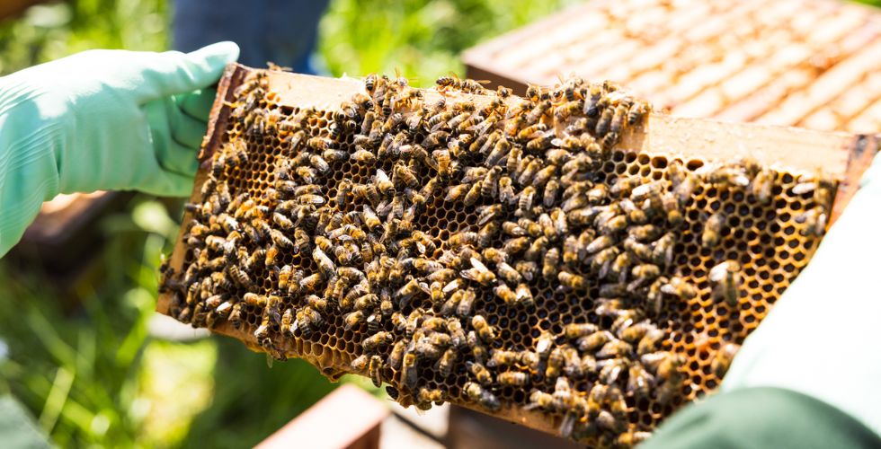 Bee Keeping Experience