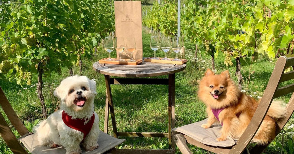 Walkies and Wine