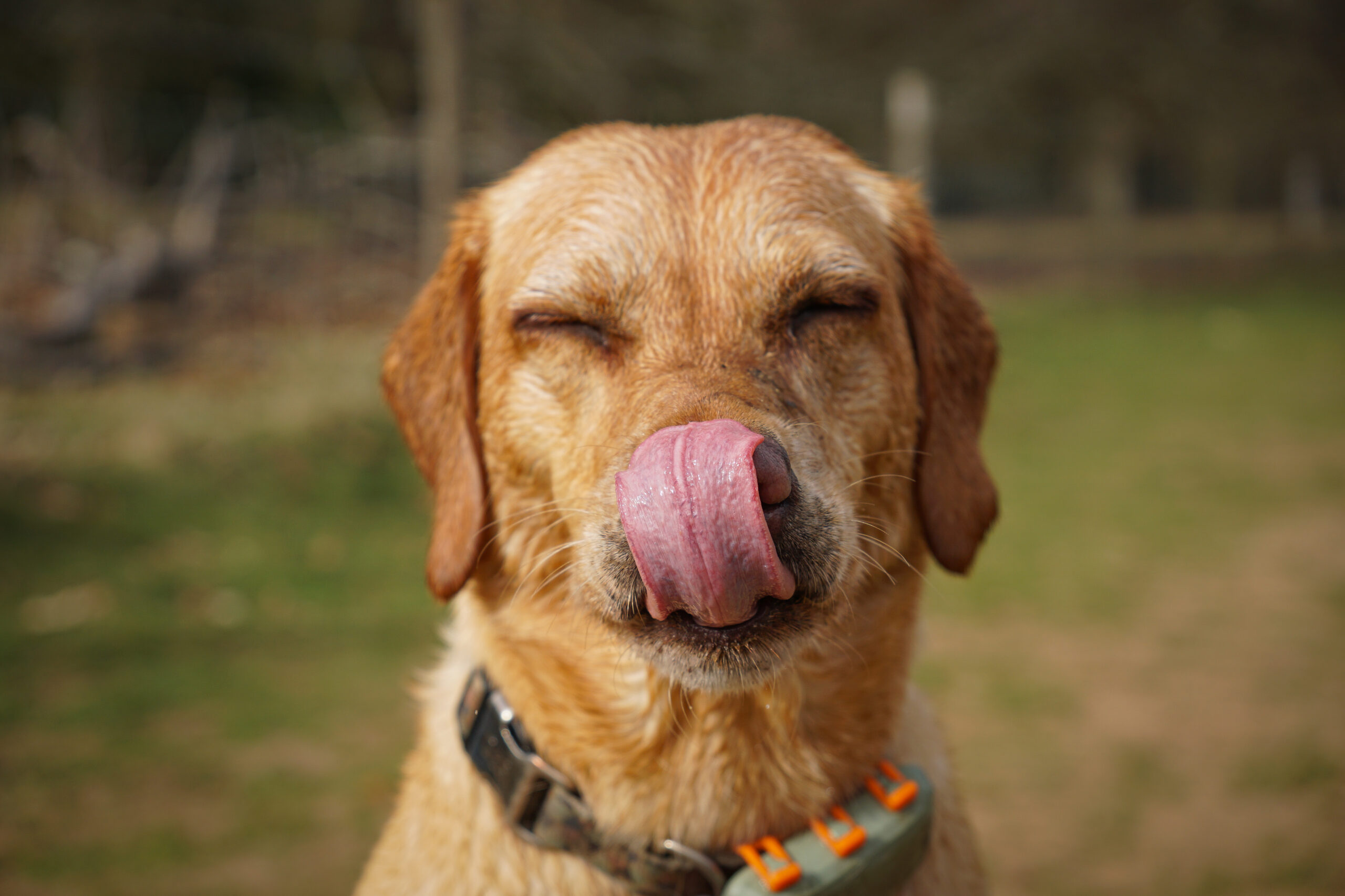 Read more about Laura Harris Pet Photography