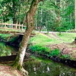 Summer Solstice in the New Forest – 20km Hike , Yoga and Soundbath